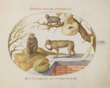 A illustration plate of seveal animals, including a sloth, and some fruit