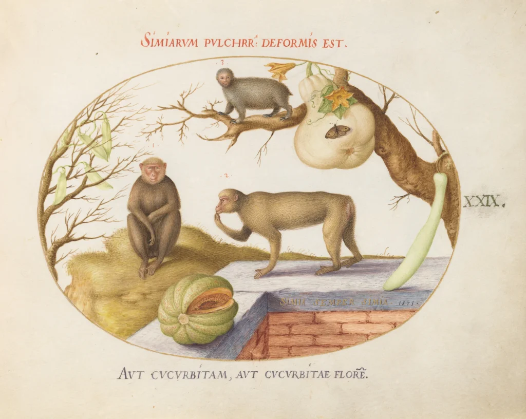 An illustration picturing an assortment of monkeys and a rough approximation of a slot. One monkey walking on a wall, another is sitting on a grassy hill, and the slot is standing on a tree branch. In the foreground are also pictured an assortment of gourds and squash.